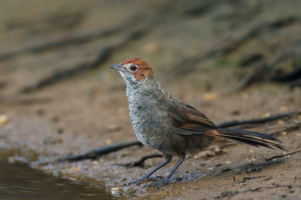 Où observer les oiseaux rares dans les marais de Camargue?