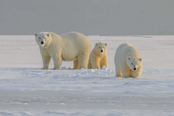 Comment planifier une expédition pour voir les ours polaires au Svalbard ?